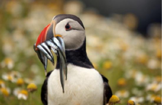 Photograph of Government Seeks Views On The Management Of Sandeels And Norway Pout