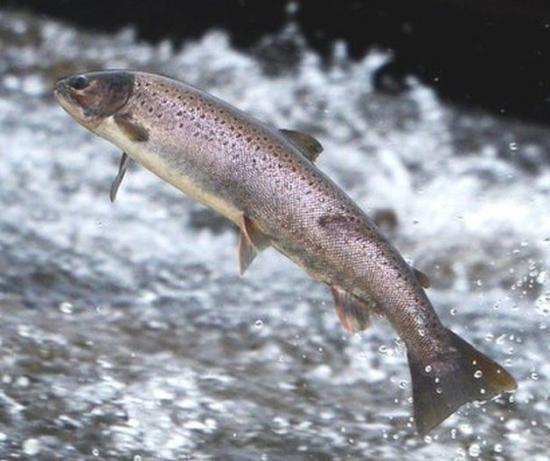 Photograph of Wild Salmon Tracking Project For Scotland
