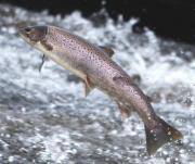Thumbnail for article : Wild Salmon Tracking Project For Scotland