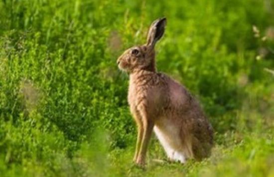 Photograph of New Legislation To Crack Down On Cruel Illegal Hare Coursing