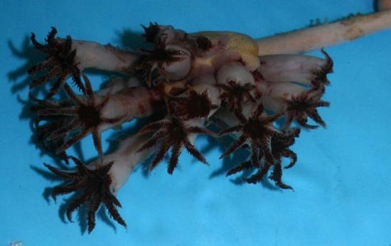 Photograph of New Species Of Soft Coral Discovered In Scottish Waters