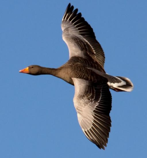 Photograph of Support For Island Crofters And Farmers