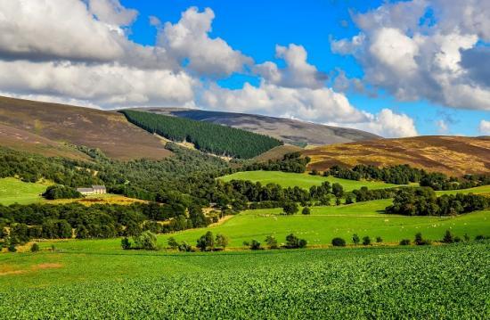 Photograph of Rooting Out The Pros And Cons Of Rewilding