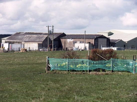 Photograph of Campaigning For A 'micro' Abattoir For The North Coast