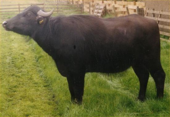 Photograph of Enterprising Couple Rearing Buffalo In Caithness