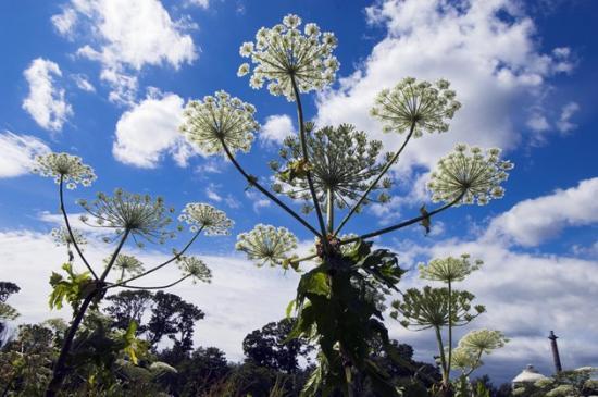 Photograph of Scots Warned Of Giant Hogweed Danger