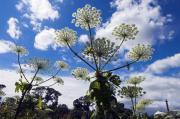 Thumbnail for article : Scots Warned Of Giant Hogweed Danger