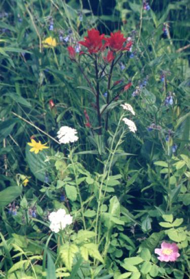 Photograph of Highland Council Invites New Applications For The Nature Restoration Fund