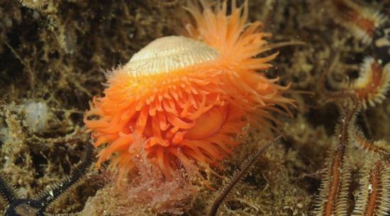 Photograph of Scaling Up Nature Restoration - Funding Open