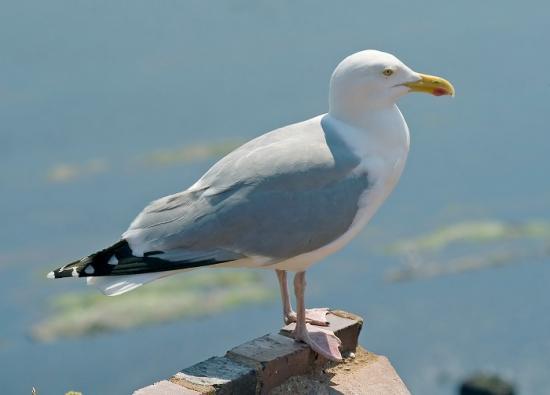 Photograph of Why You Should Have More Sympathy For Seagulls - And How To Stop Them Stealing Your Chips