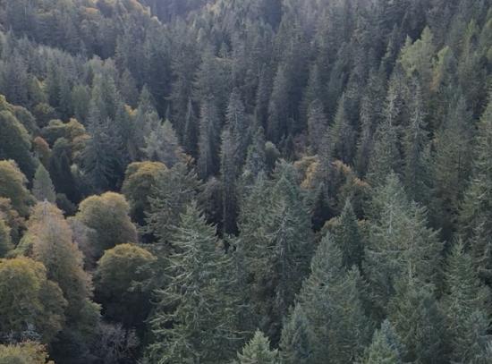 Photograph of Payments Make Tree Planting Another Option For Agri Sector