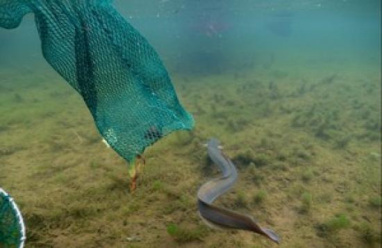 Photograph of Ancient Mystery Of European Eel Migration Unravelled To Help Combat Decline Of Critically Endangered Species