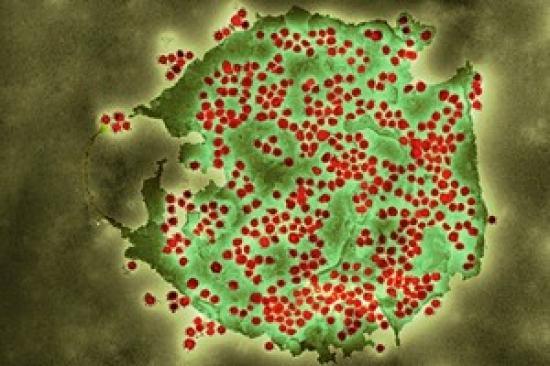 Photograph of National Flu And Covid-19 Surveillance Reports Published