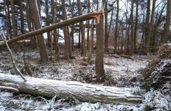 Photograph of Forestry Commission Chair Calls For Change In Approach To Tree Planting As Last Year's Winter Storm Damage Revealed