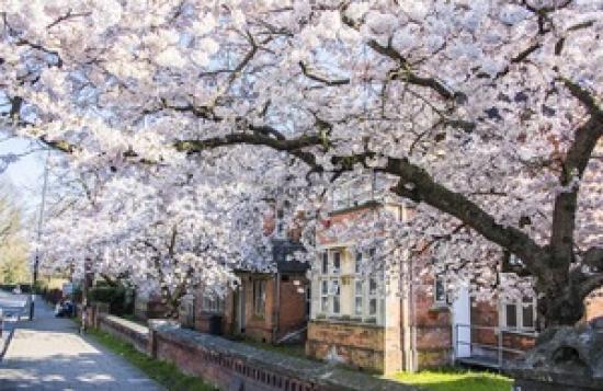 economic-value-of-the-uk-s-individual-trees-revealed-for-first-time