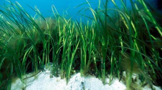 Photograph of Green Fund Distributes £3m To Enhance Scotland's Coasts And Seas