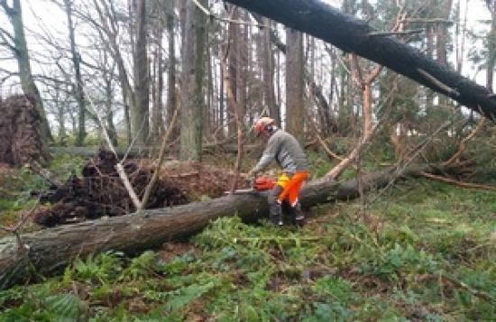 Photograph of New Powers To Crack Down On Illegal Tree Felling In England - Scotland Already Has Tight Rules About Felling