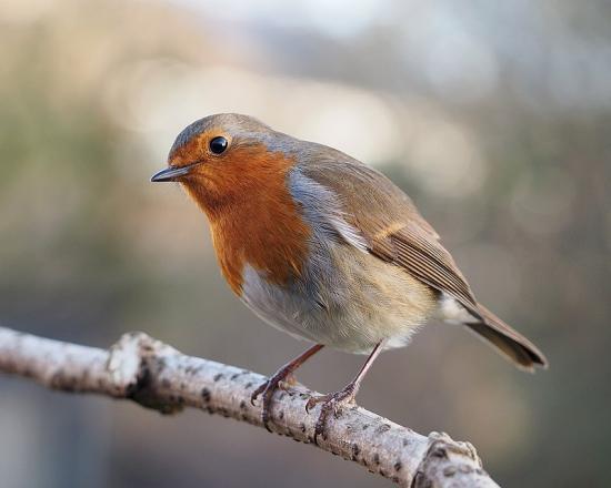 Photograph of New Year For Nature: Six Ways To Help Wildlife In 2023