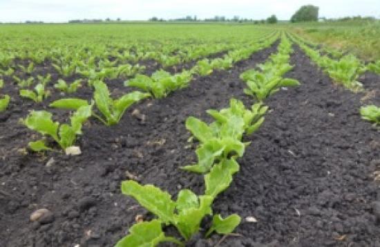Photograph of Emergency Pesticide Authorisation Approved To Protect National Sugar Beet Crop