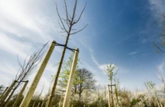 Photograph of Fancy a career change?  Free practical forestry training courses made available
