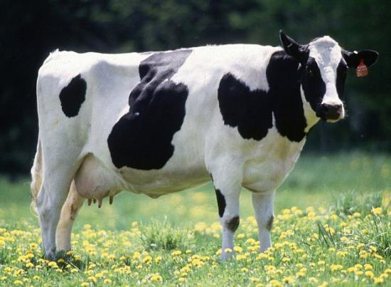 Photograph of Field Trials For Bovine Tb Cattle Vaccine And Skin Test Move To Next Phase