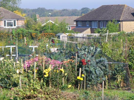Photograph of Urban Health, Wellbeing And Food Supplies Are All Under Threat: Growing More Food In Cities Could Change That