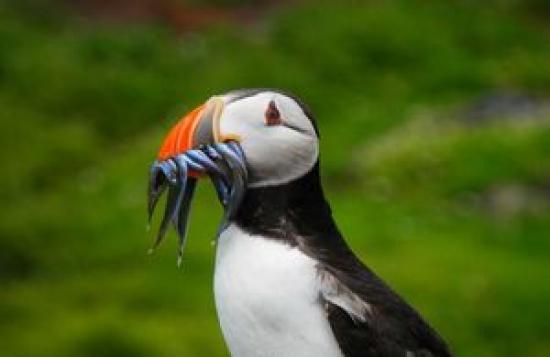 Photograph of UK Proposes Measures To Protect Much Loved Seabirds