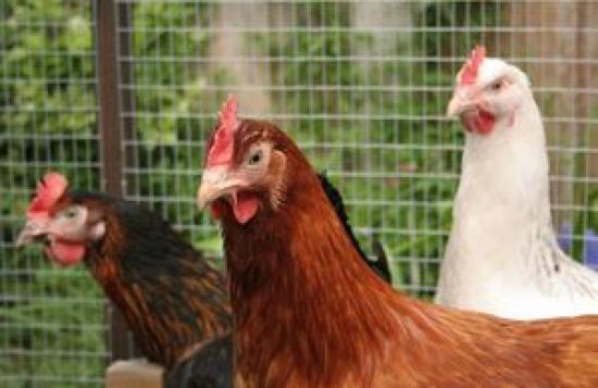 Photograph of Consultation Launched On New Registration Rules For All Bird Keepers In Great Britain