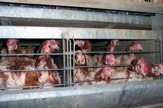 Photograph of How Free-range Eggs Became The Norm In Supermarkets - And Sold Customers A Lie