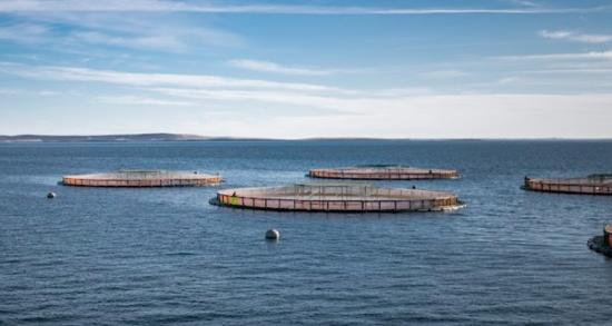 Photograph of Scottish salmon makes up 56% of all Scottish fish and seafood exports