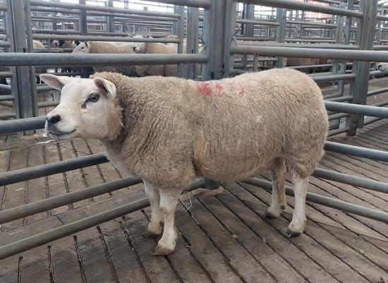 Photograph of Dingwall and Highland Marts Ltd - Sale 21 March 2023