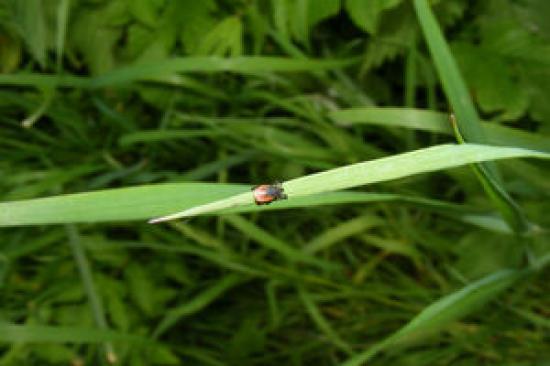 Photograph of Tick-borne Encephalitis Detection In England