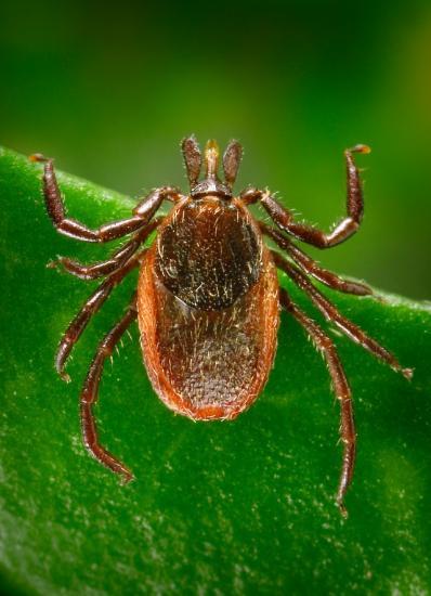 Photograph of International Conference On Tick-borne Diseases To Be Held In Highland