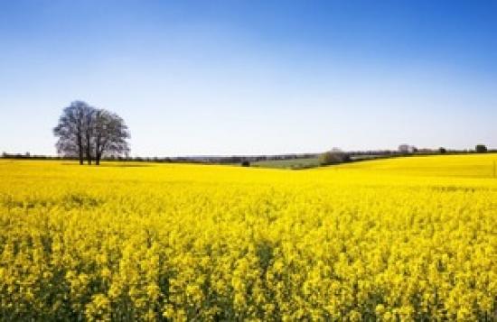 Photograph of Government Backs British Farmers With New Package Of Support