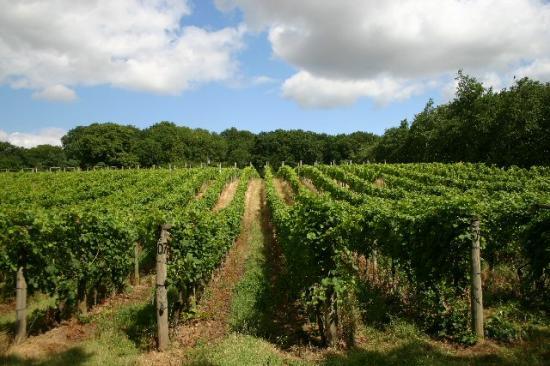 Photograph of Scrapping Retained EU Red Tape On Wine To Unlock £180 Million