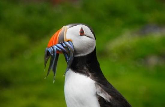 Photograph of No Sandeel Fishing For 2023 In Effort To Protect Marine Ecosystem