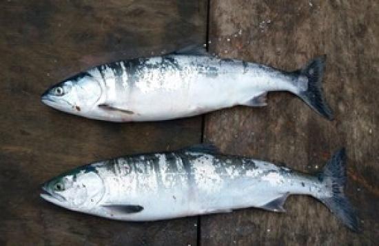 Photograph of Warning Of Invasive Pink Salmon Threat To Uk Fisheries