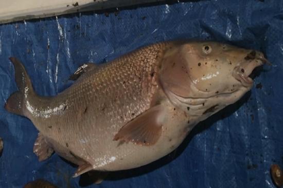 Photograph of Not Only Are Thames Water Bust But They Lied About Discharges To Rivers