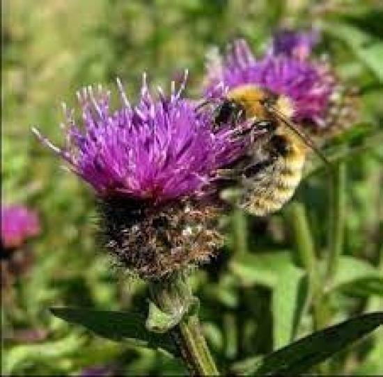 Photograph of Why There Are Fewer Insects On UK Farms Than There Were A Century Ago - And How To Restore Them