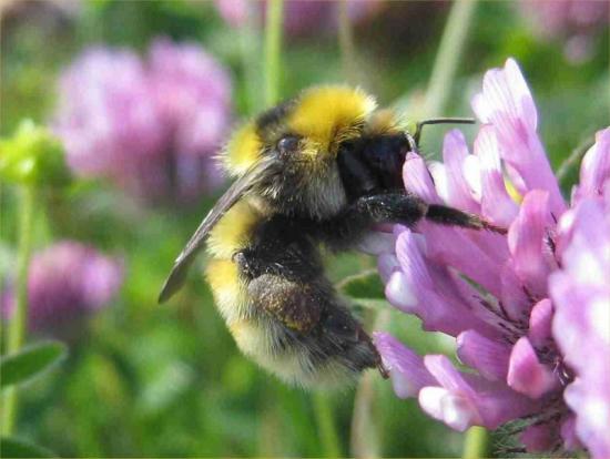 Photograph of Bees' Needs Week Buzzes Back For 2023