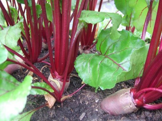 Photograph of Support For Fruit And Vegetable Growers