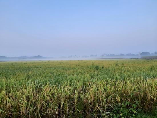 Photograph of Food Inflation Set To Get Worse As India Bans Rice Exports