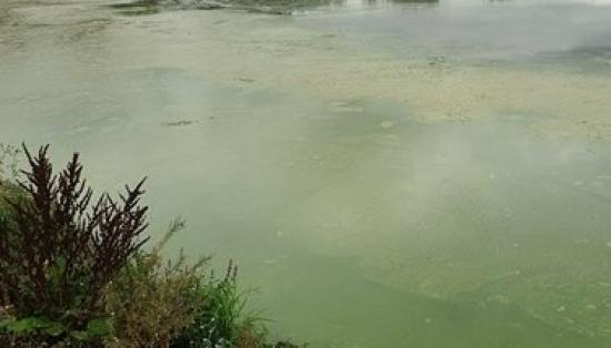 Photograph of Blue-green Algae Warning For Loch Watten In Caithness