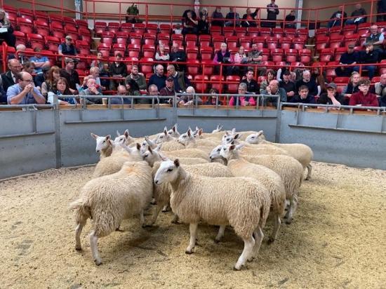 Photograph of Dingwall and Highlands Marts Ltd - Sale 31 August 2023