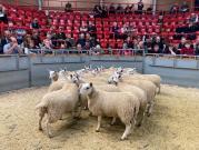 Thumbnail for article : Dingwall and Highlands Marts Ltd - Sale 31 August 2023