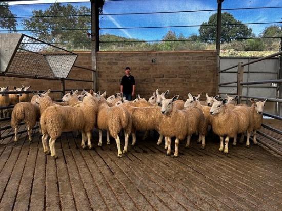 Photograph of Dingwall And Highland Marts Ltd - Sale Lambs from Lewis Livestock Producers - 31 August 2023