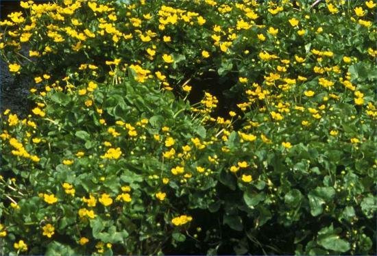 Photograph of New Legal Targets Proposed For Nature Recovery - Further Action To Tackle The Biodiversity Crisis