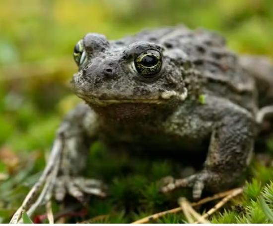 Photograph of One In Six UK Species Threatened With Extinction - Here's What We Could Lose Plus How To Save Them