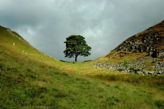 Photograph of The Sycamore Gap - Four Other Significant Tree Destructions From History