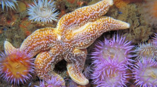 Photograph of Saving Scotland's Nature Is A Top Priority